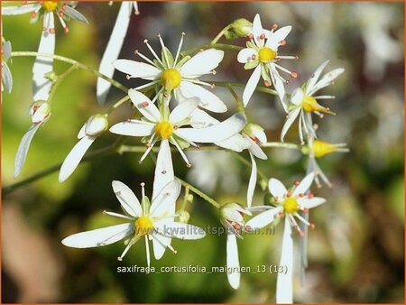 Saxifraga cortusifolia &#39;Maigrün&#39;