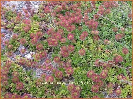 Acaena magellanica