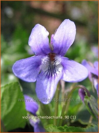 Viola reichenbachiana