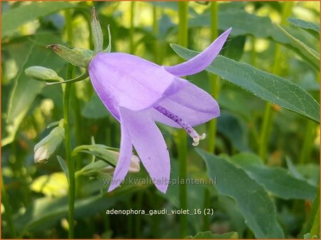 Adenophora &#39;Gaudi Violet&#39;