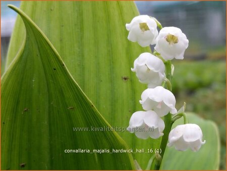 Convallaria majalis &#39;Hardwick Hall&#39;