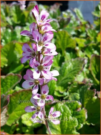 Francoa sonchifolia