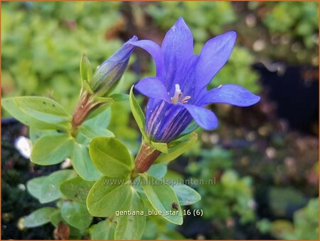 Gentiana &#39;Blue Star&#39;