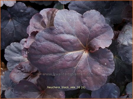 Heuchera &#39;Black Sea&#39;