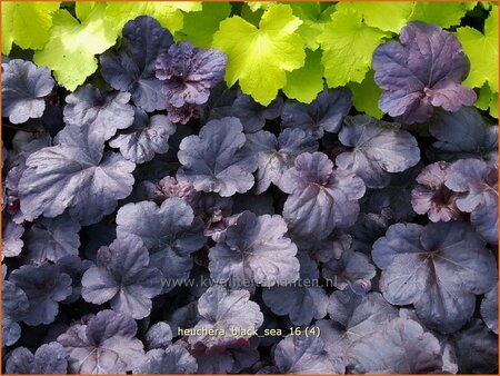 Heuchera &#39;Black Sea&#39;