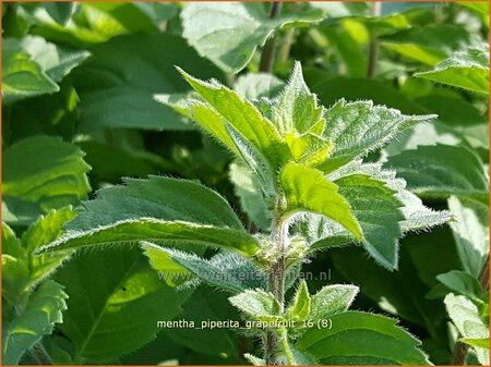 Mentha piperita &#39;Grapefruit&#39;