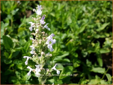 Nepeta nuda &#39;Anne&#39;s Choice&#39;