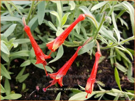 Zauschneria californica