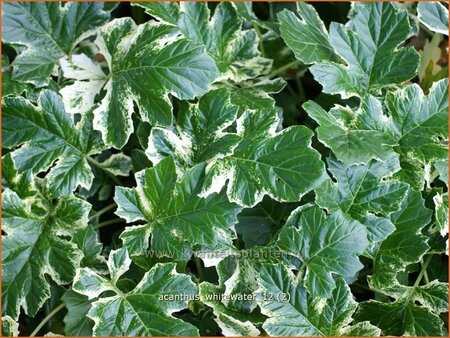 Acanthus &#39;Whitewater&#39;