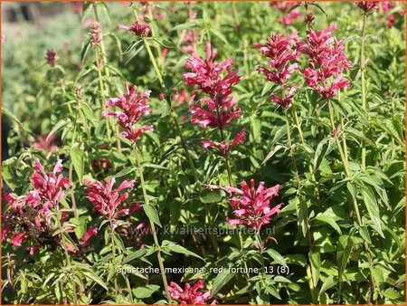 Agastache mexicana &#39;Red Fortune&#39;