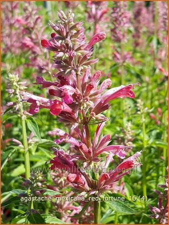 Agastache mexicana &#39;Red Fortune&#39;