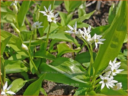 Allium ursinum