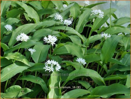 Allium ursinum