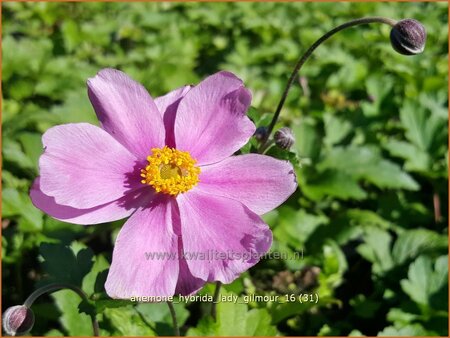 Anemone hybrida &#39;Lady Gilmour&#39;