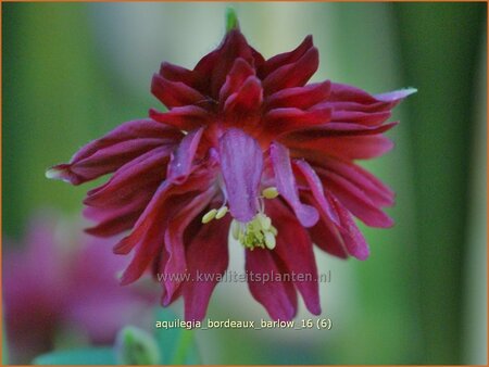 Aquilegia &#39;Bordeaux Barlow&#39;