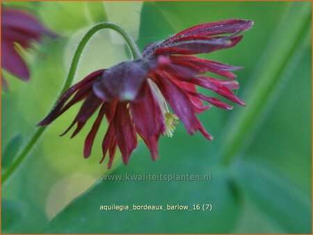 Aquilegia &#39;Bordeaux Barlow&#39;