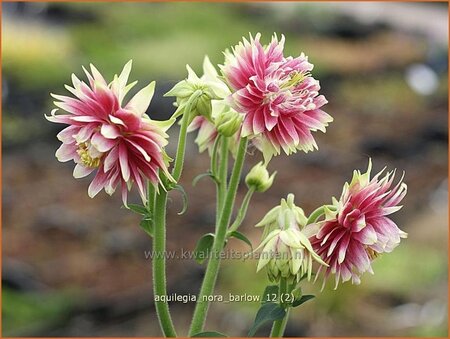 Aquilegia &#39;Nora Barlow&#39;