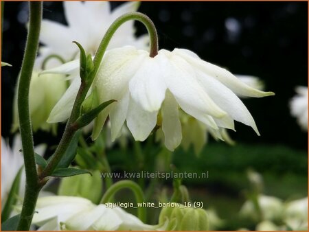 Aquilegia &#39;White Barlow&#39;