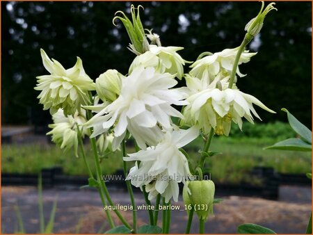 Aquilegia &#39;White Barlow&#39;