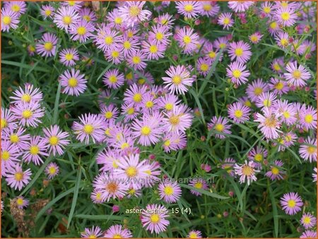 Aster &#39;Esther&#39;