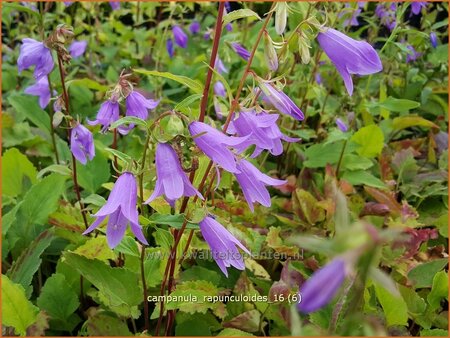 Campanula rapunculoides