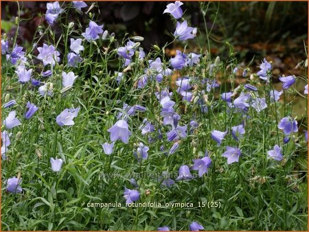 Campanula rotundifolia &#39;Olympica&#39;