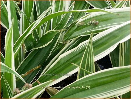 Carex siderosticta &#39;Variegata&#39;