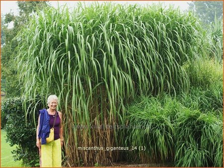 Miscanthus giganteus