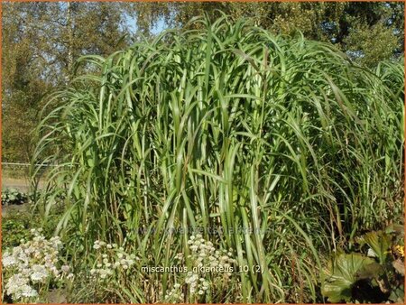 Miscanthus giganteus