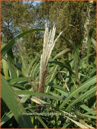 Miscanthus giganteus