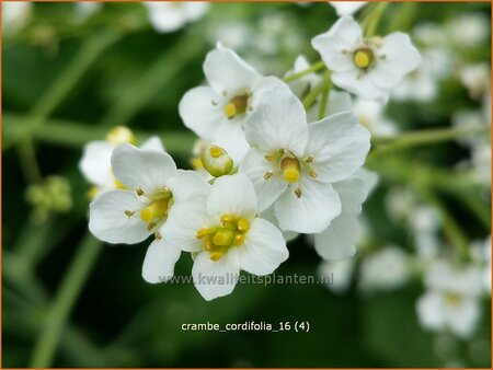 Crambe cordifolia