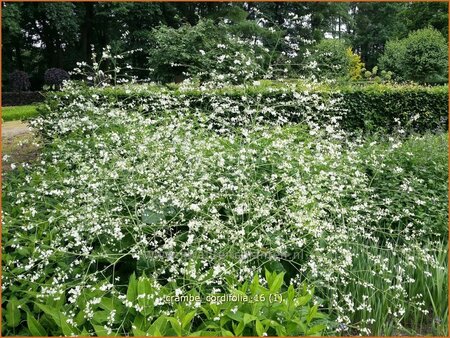 Crambe cordifolia