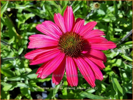 Echinacea purpurea &#39;Glowing Dream&#39;