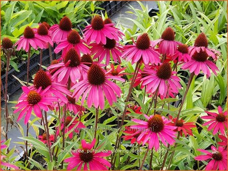 Echinacea purpurea &#39;Glowing Dream&#39;