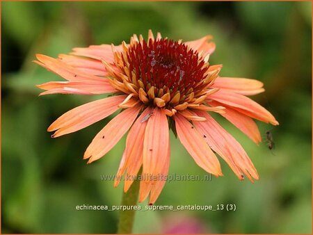 Echinacea purpurea &#39;Supreme Cantaloupe&#39;