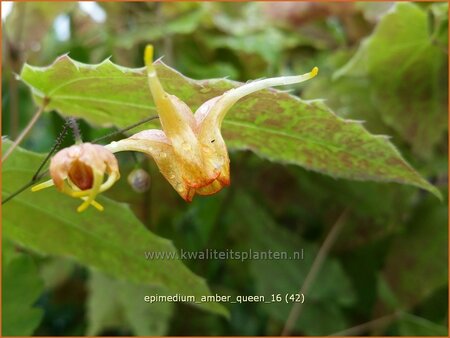 Epimedium &#39;Amber Queen&#39;