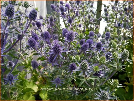 Eryngium planum &#39;Blue Hobbit&#39;