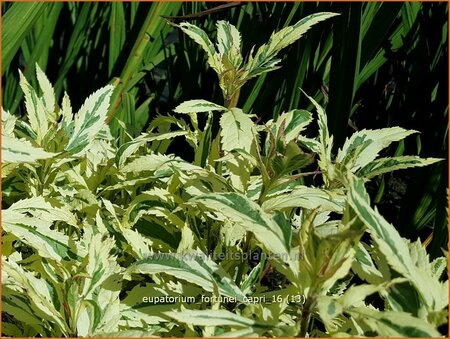 Eupatorium fortunei &#39;Capri&#39;