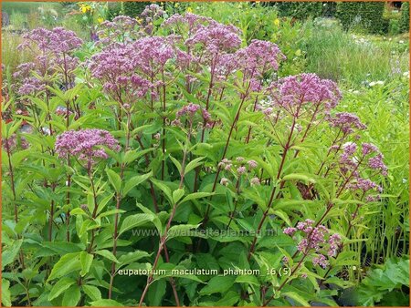 Eupatorium maculatum &#39;Phantom&#39;