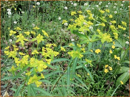 Euphorbia ceratocarpa