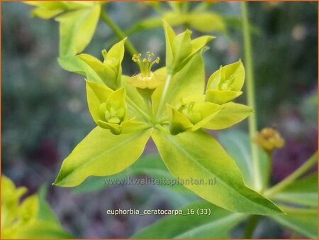 Euphorbia ceratocarpa