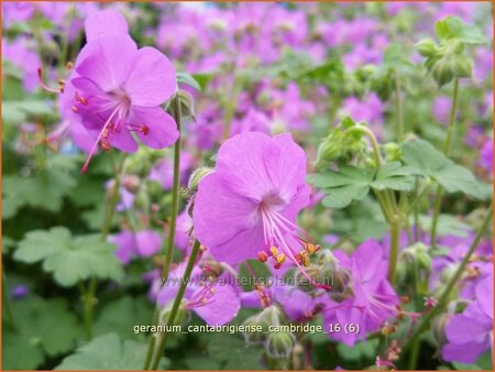 Geranium cantabrigiense &#39;Cambridge&#39;