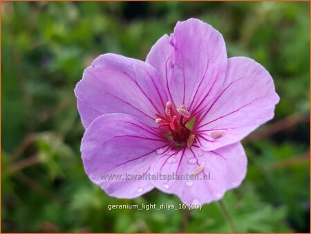 Geranium &#39;Light Dilys&#39;