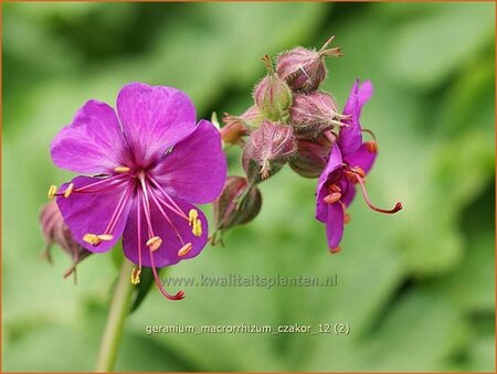 Geranium macrorrhizum &#39;Czakor&#39;