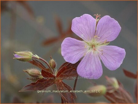 Geranium maculatum &#39;Elizabeth Ann&#39;
