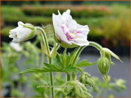 Geranium pratense &#39;Algera Double&#39;