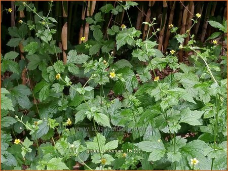 Geum urbanum