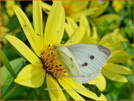 Helianthus &#39;Lemon Queen&#39;