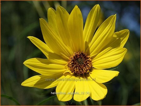 Helianthus orgyalis