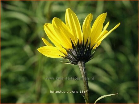 Helianthus orgyalis